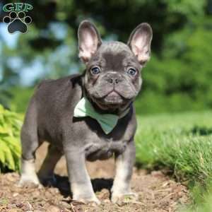 Marco, French Bulldog Puppy